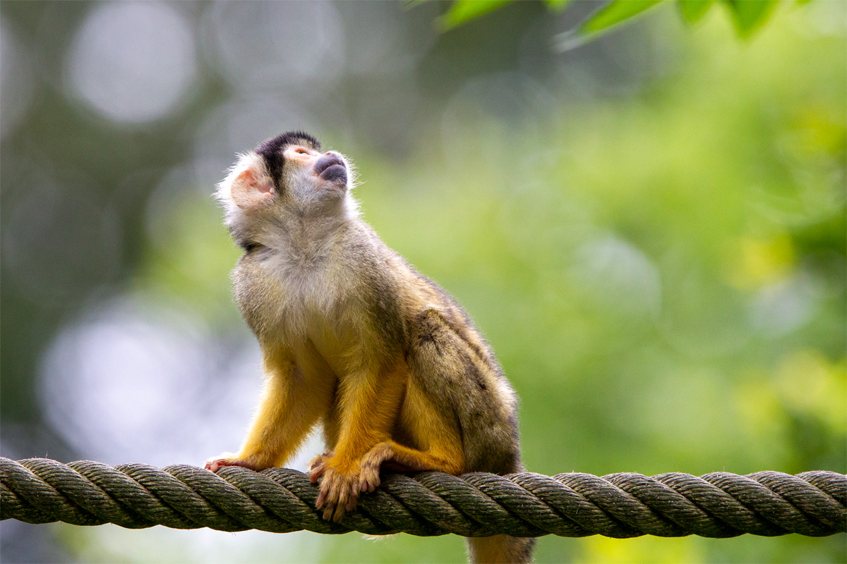 Amazon.com: Nature: Mystery Monkeys of Shangri-La